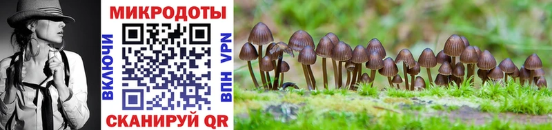 магазин продажи   Нурлат  Псилоцибиновые грибы Psilocybine cubensis 